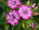 Dianthus barbatus