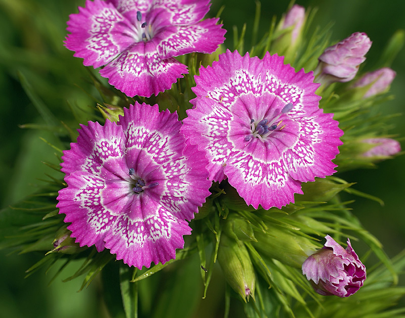 Изображение особи Dianthus barbatus.