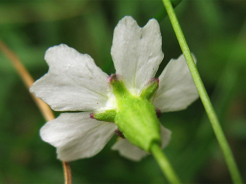 Image of Heliosperma carpaticum specimen.