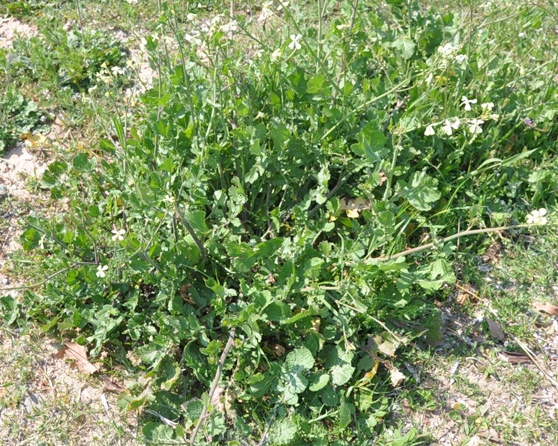 Image of Raphanus raphanistrum specimen.