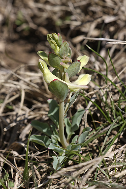 Изображение особи род Corydalis.