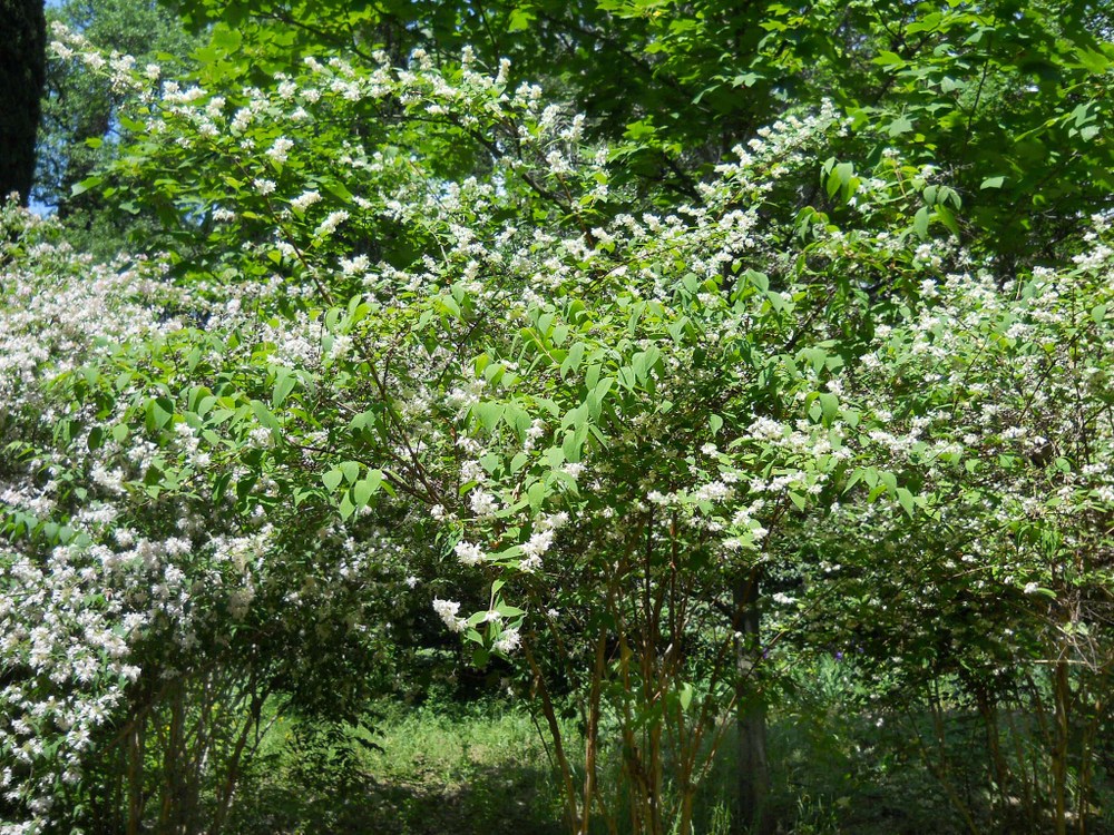 Image of Deutzia scabra specimen.