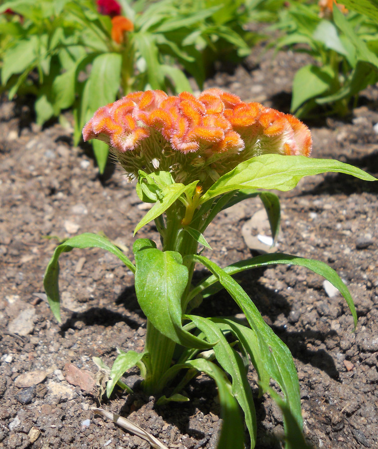 Image of Celosia cristata specimen.