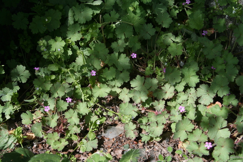 Image of Geranium rotundifolium specimen.