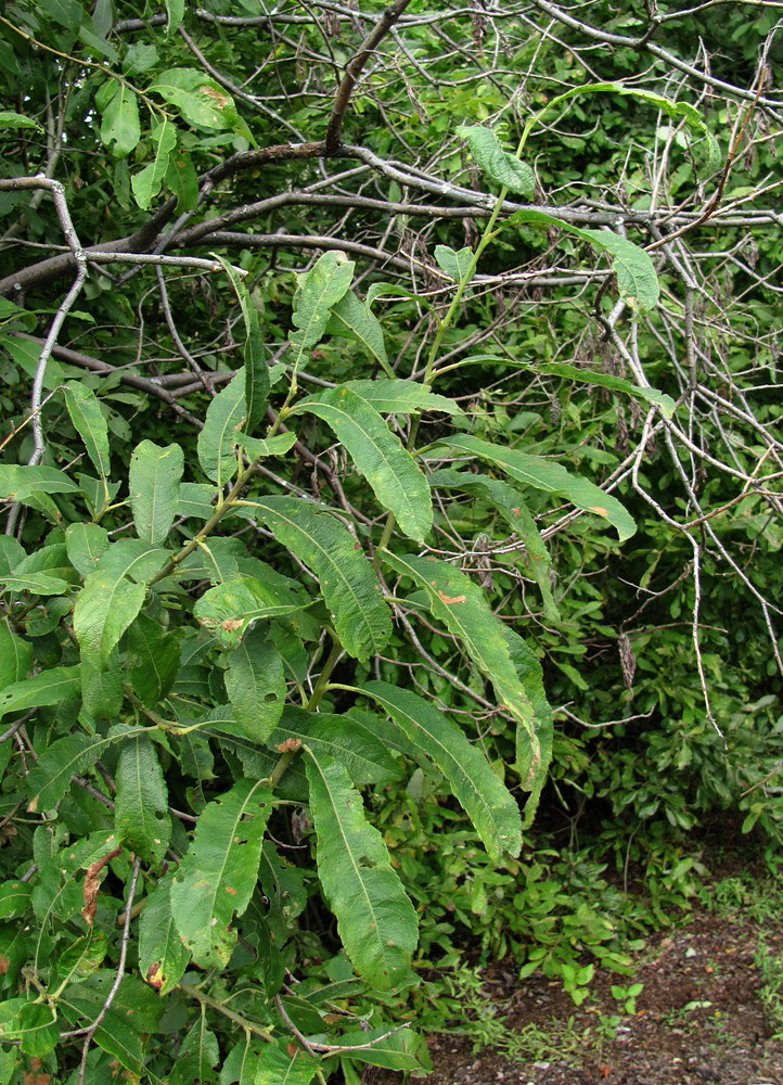 Image of Salix cinerea specimen.