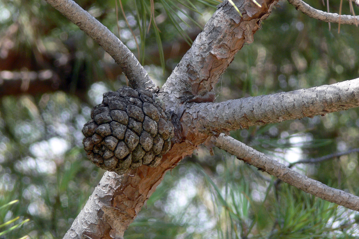 Image of Pinus pinea specimen.