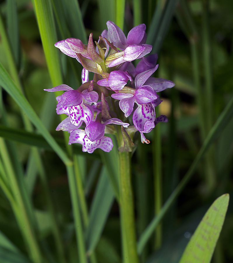 Изображение особи Dactylorhiza baltica.