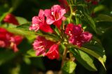 род Weigela