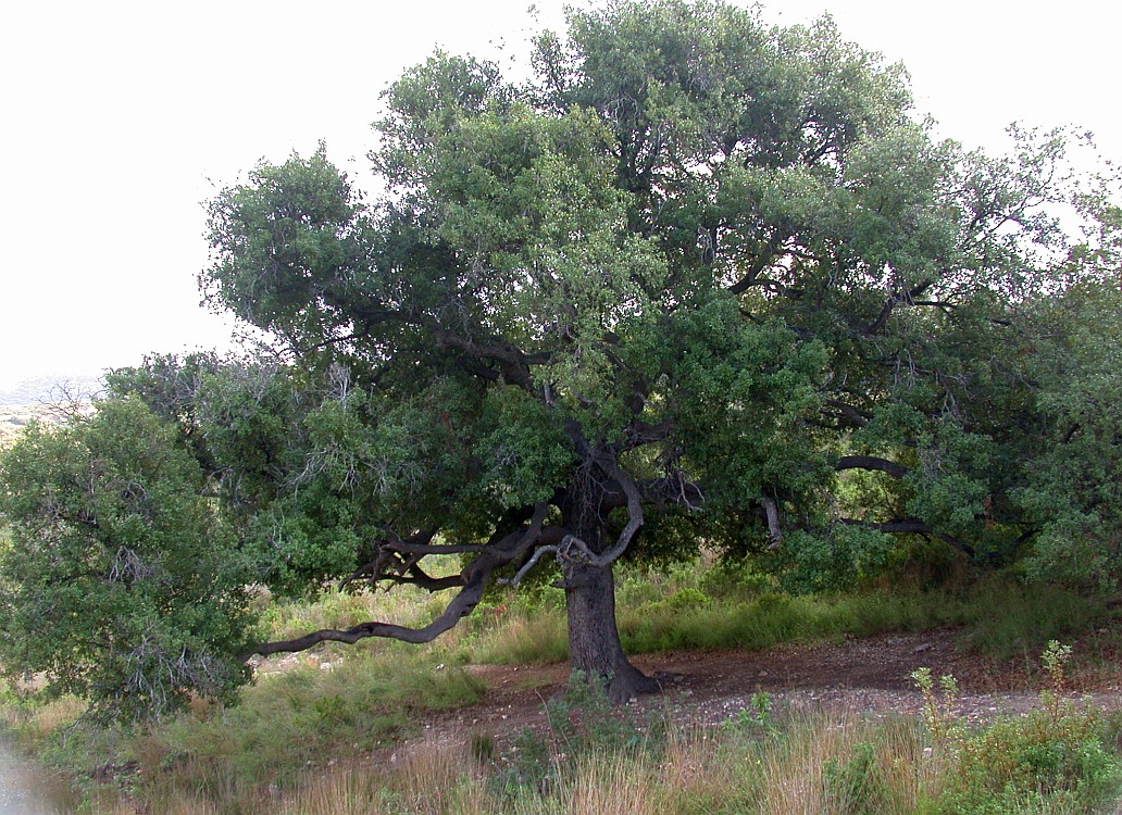 Image of Quercus calliprinos specimen.