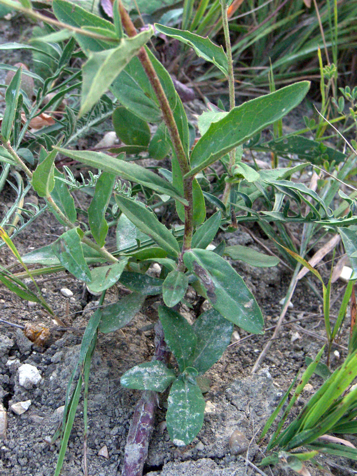 Image of Hieracium virosum specimen.