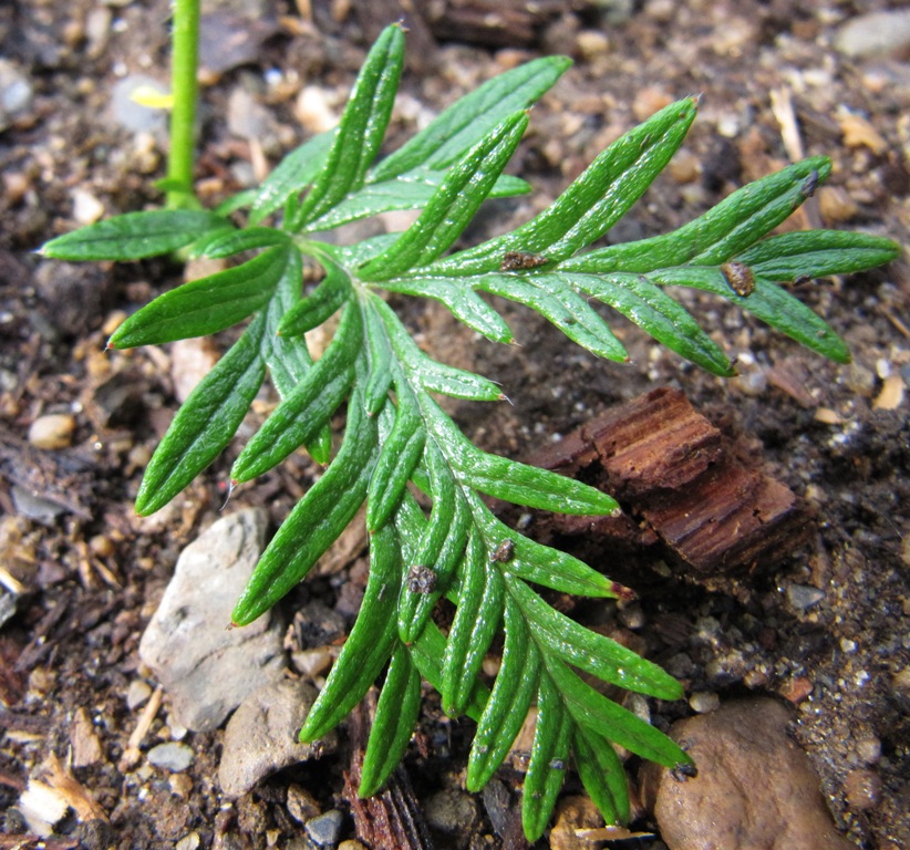 Изображение особи Potentilla multifida.