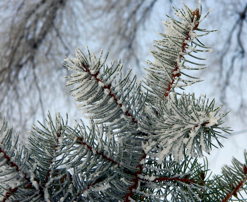 Image of Picea pungens specimen.