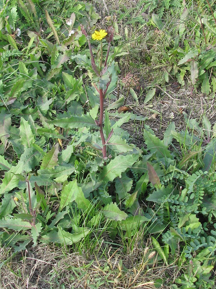 Image of genus Picris specimen.