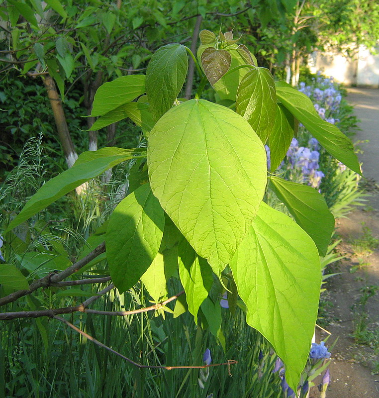 Изображение особи Catalpa bignonioides.