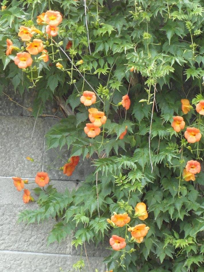 Image of Campsis grandiflora specimen.