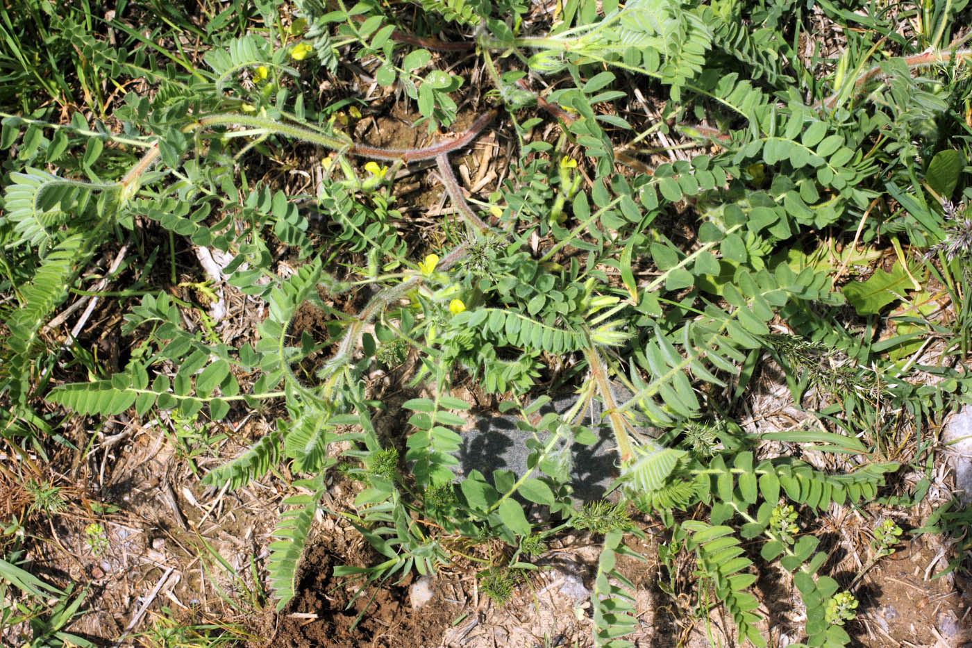 Image of Astragalus amygdalinus specimen.