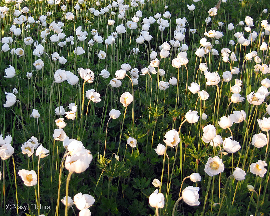 Image of Anemone sylvestris specimen.