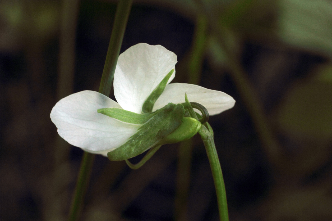 Image of Viola pumila specimen.