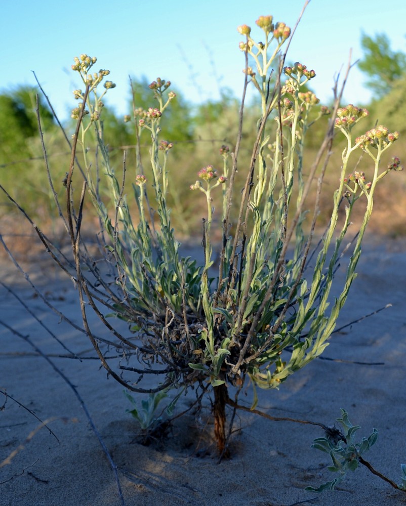 Изображение особи Helichrysum arenarium.