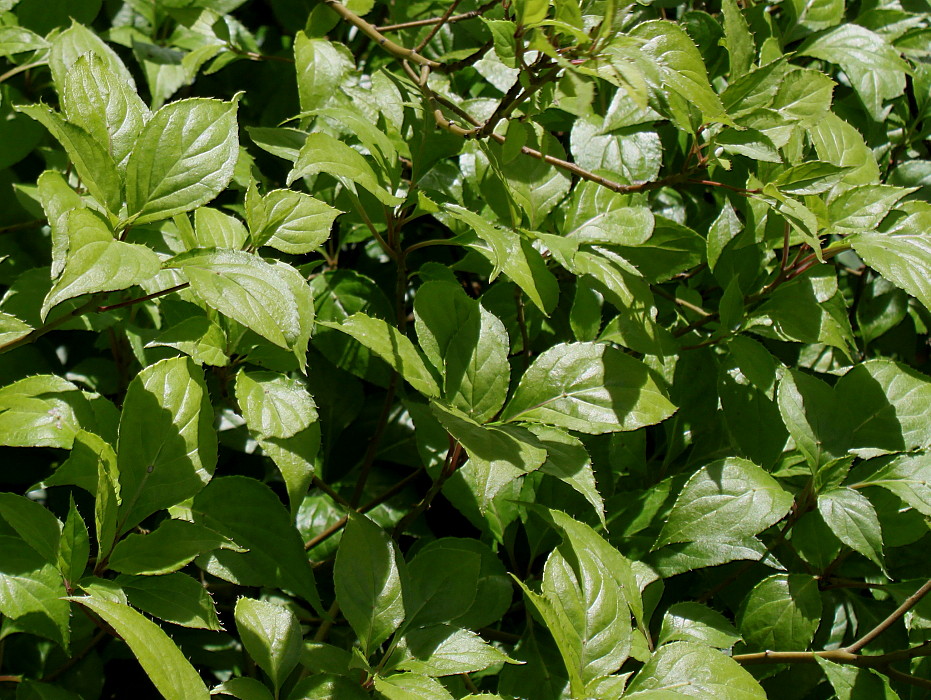 Изображение особи Helwingia japonica.