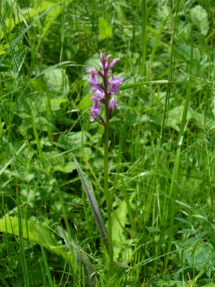 Image of Dactylorhiza fuchsii specimen.