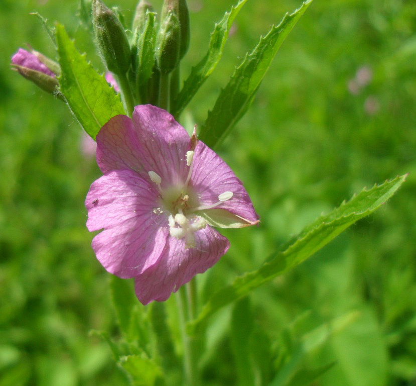 Image of Epilobium hirsutum specimen.