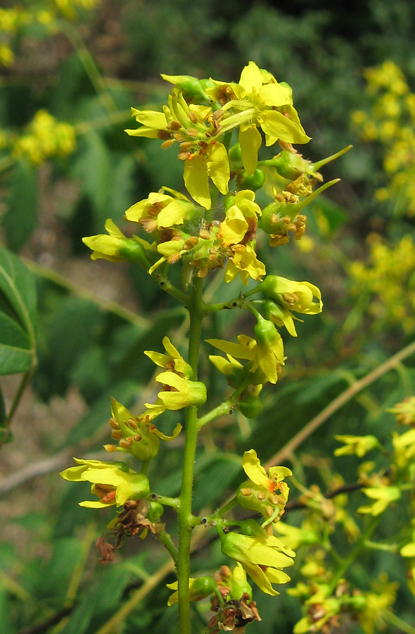 Image of Koelreuteria paniculata specimen.