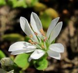 Stellaria humifusa