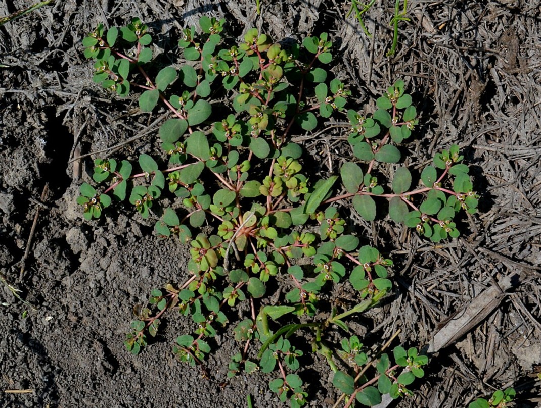 Image of Euphorbia chamaesyce specimen.