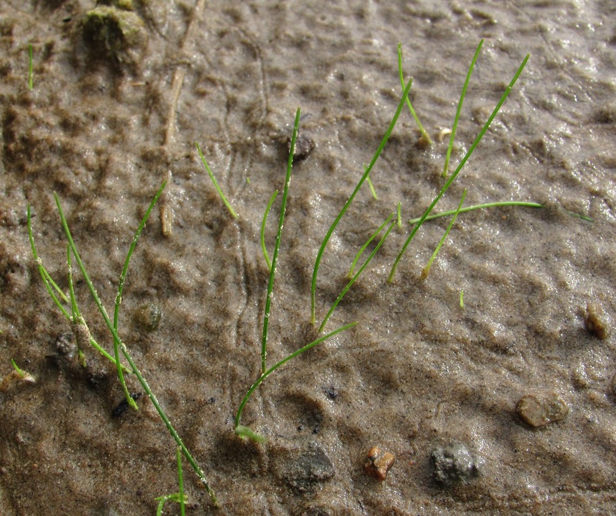 Image of Eleocharis acicularis specimen.