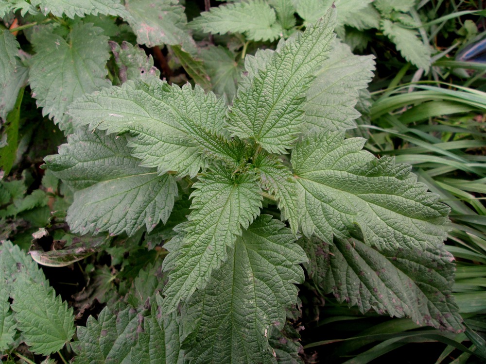 Image of Urtica dioica specimen.