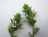 View full-size image genus Euphrasia