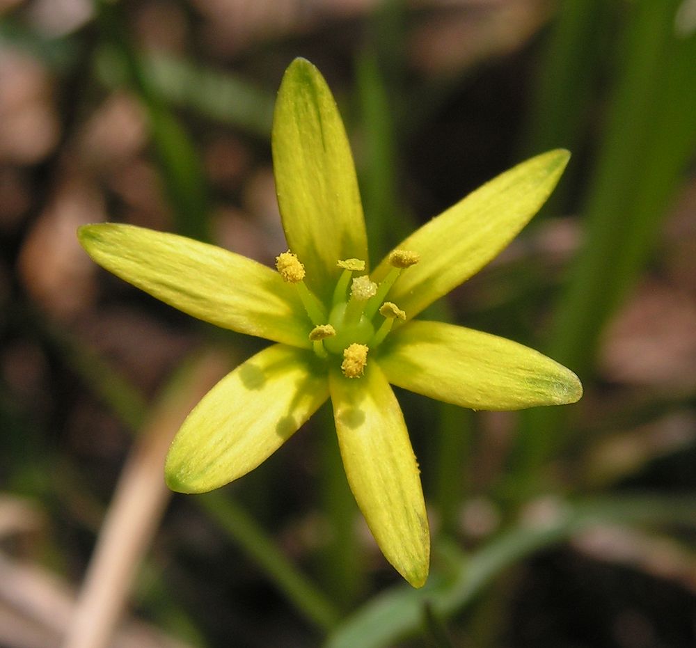 Image of Gagea nakaiana specimen.