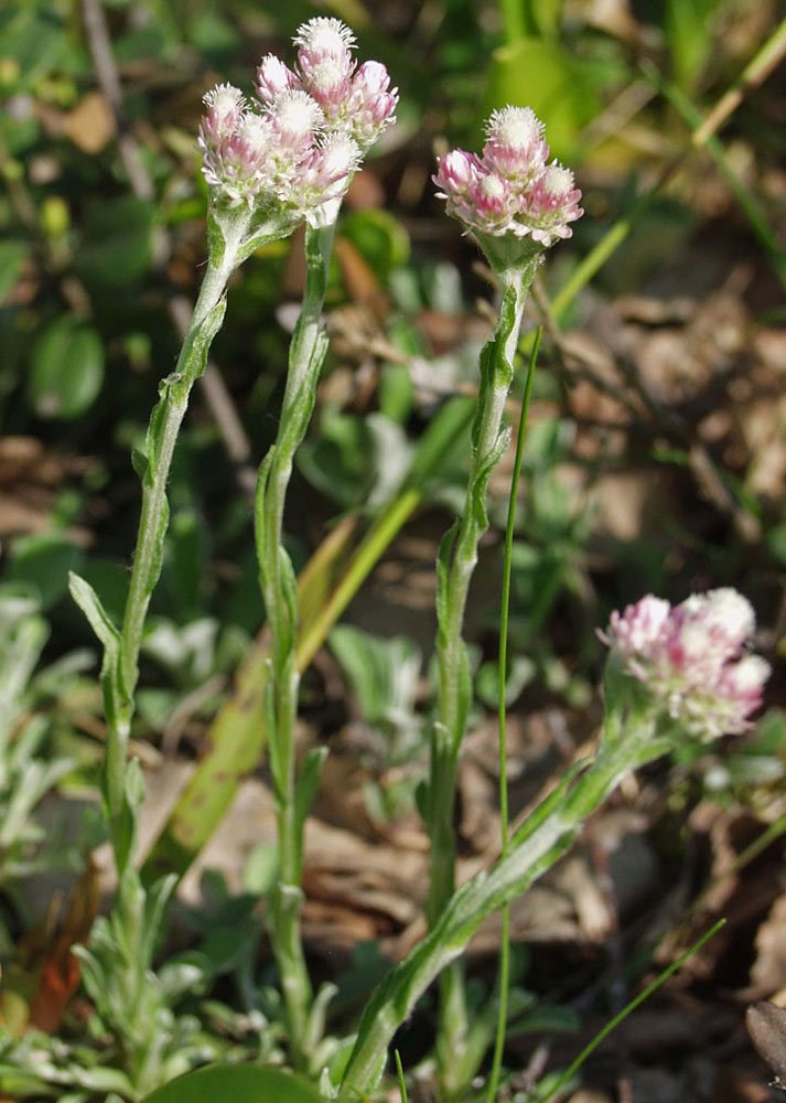 Изображение особи Antennaria dioica.