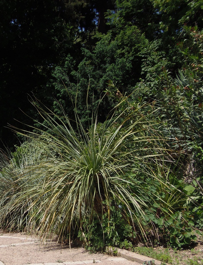 Image of genus Yucca specimen.