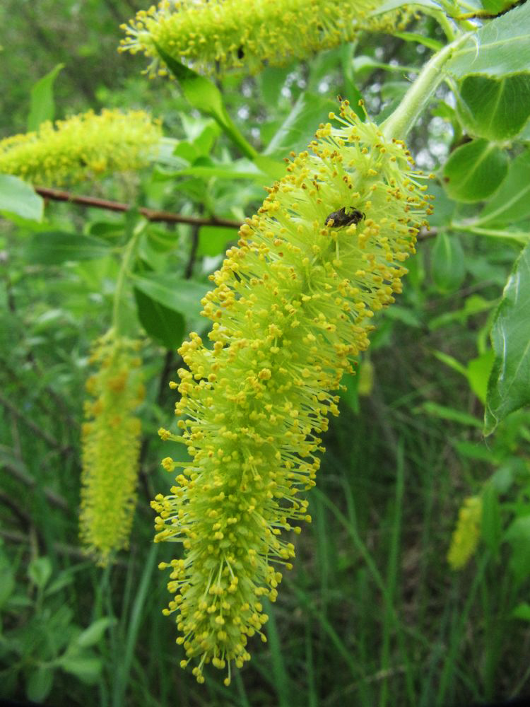 Image of Salix pentandra specimen.