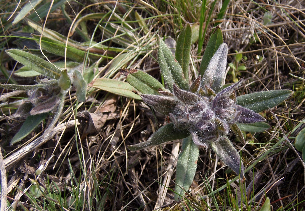 Image of Nonea rossica specimen.