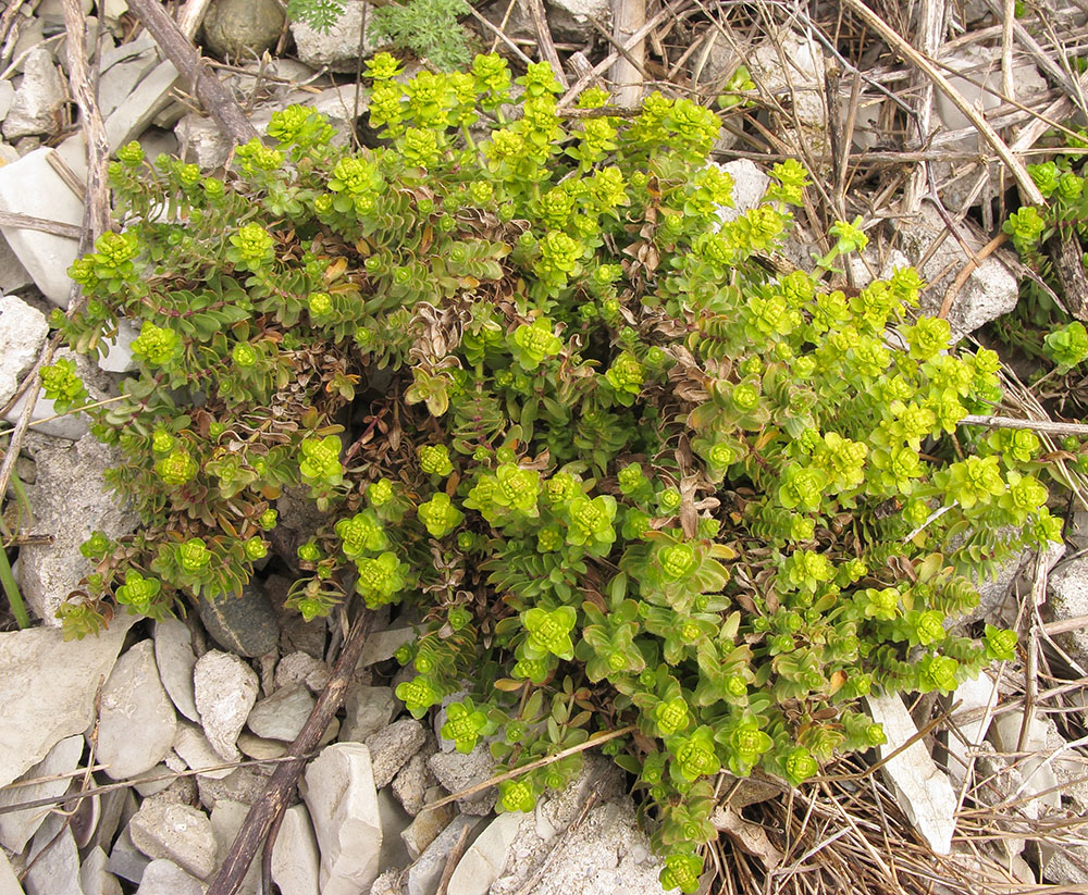 Image of genus Cruciata specimen.