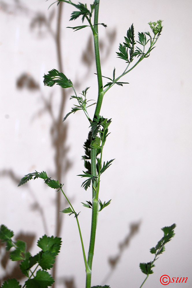 Image of Pimpinella anisum specimen.