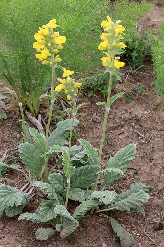 Image of Phlomoides fulgens specimen.