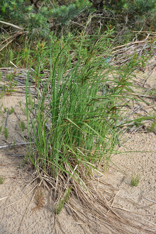 Image of Carex acuta specimen.