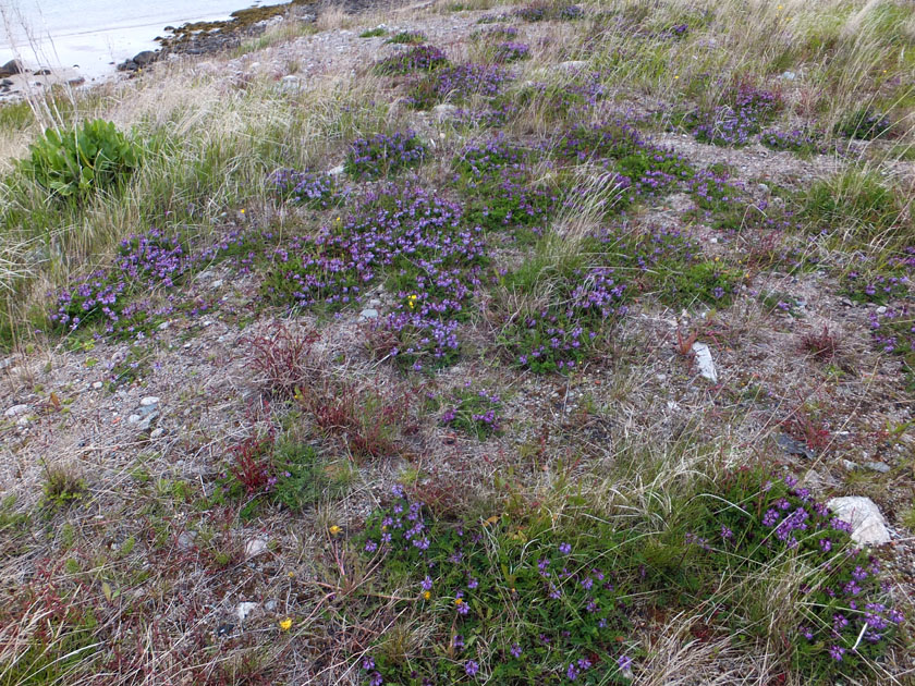 Image of Astragalus subpolaris specimen.