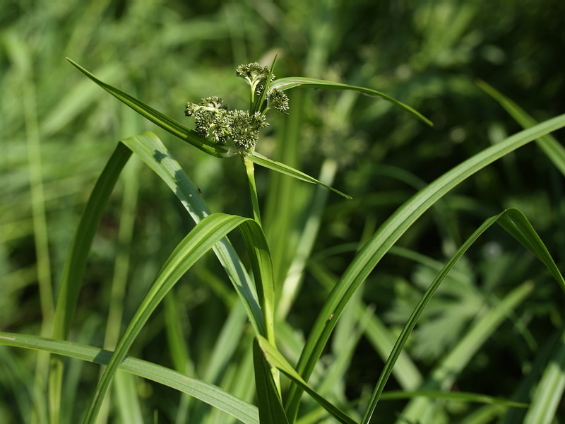 Image of Scirpus sylvaticus specimen.