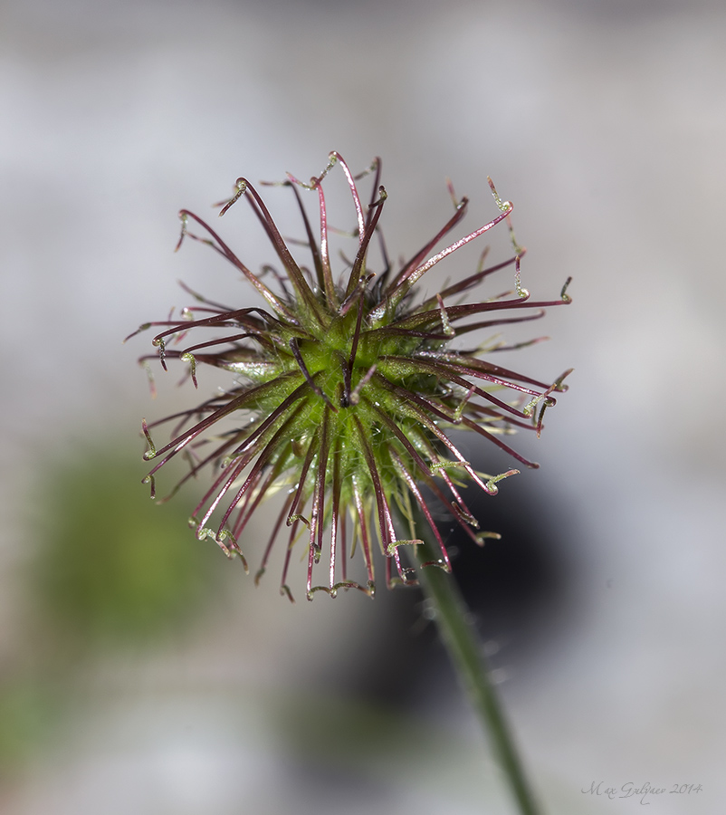 Image of Geum urbanum specimen.