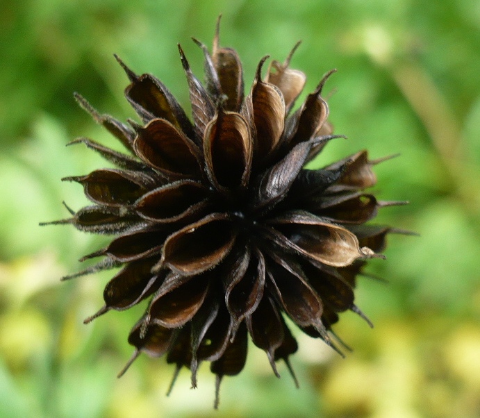 Image of genus Trollius specimen.