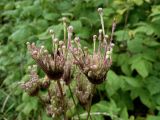 Cirsium setosum. Аномальные пролиферирующие соцветия. Чувашия, окр. г. Шумерля, пойма р. Паланка, садовое товарищество. 20.08.2014.