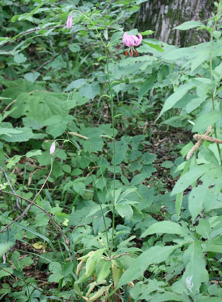 Image of Lilium caucasicum specimen.