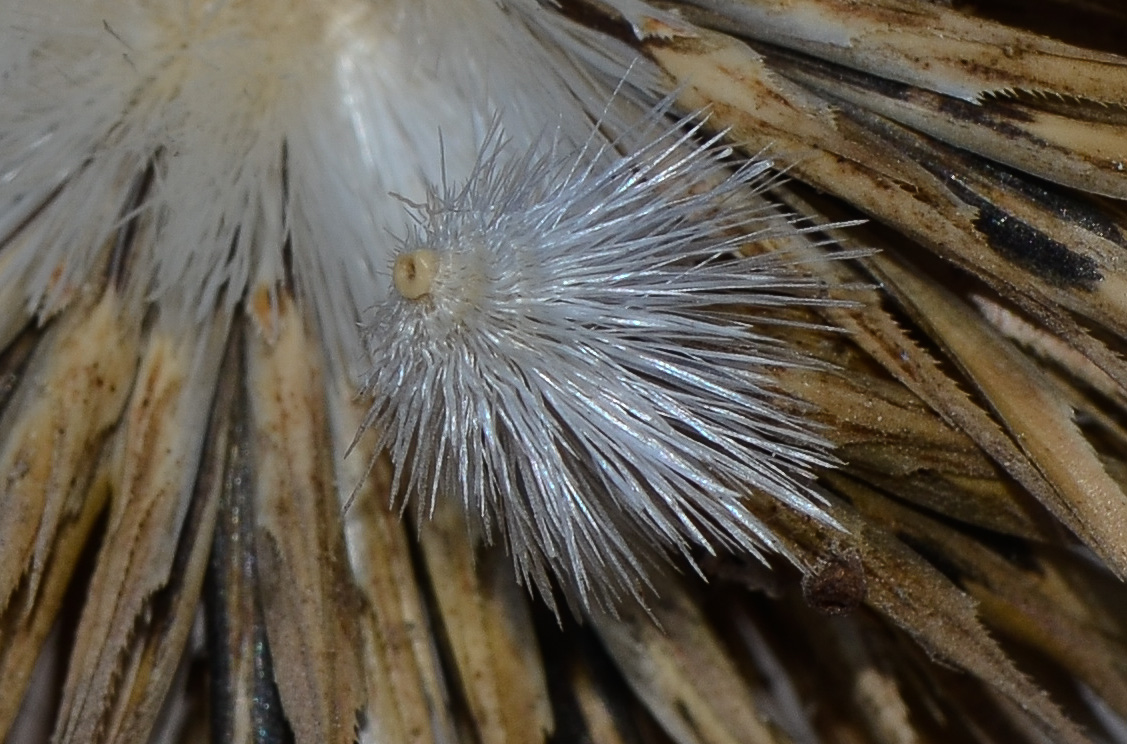 Image of Echinops adenocaulos specimen.