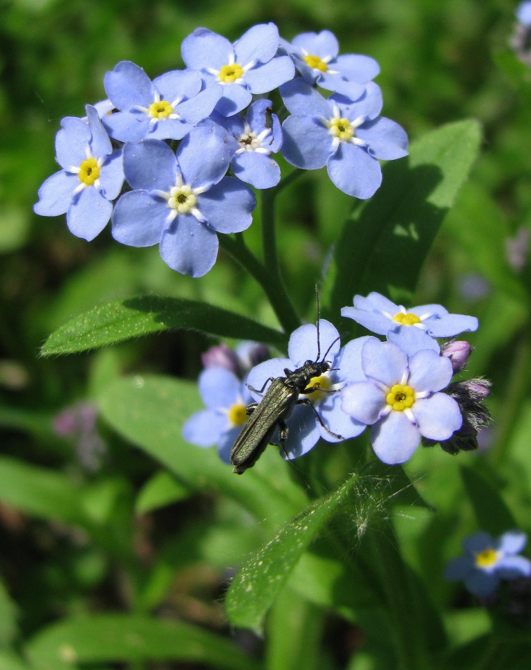 Image of Myosotis sylvatica specimen.