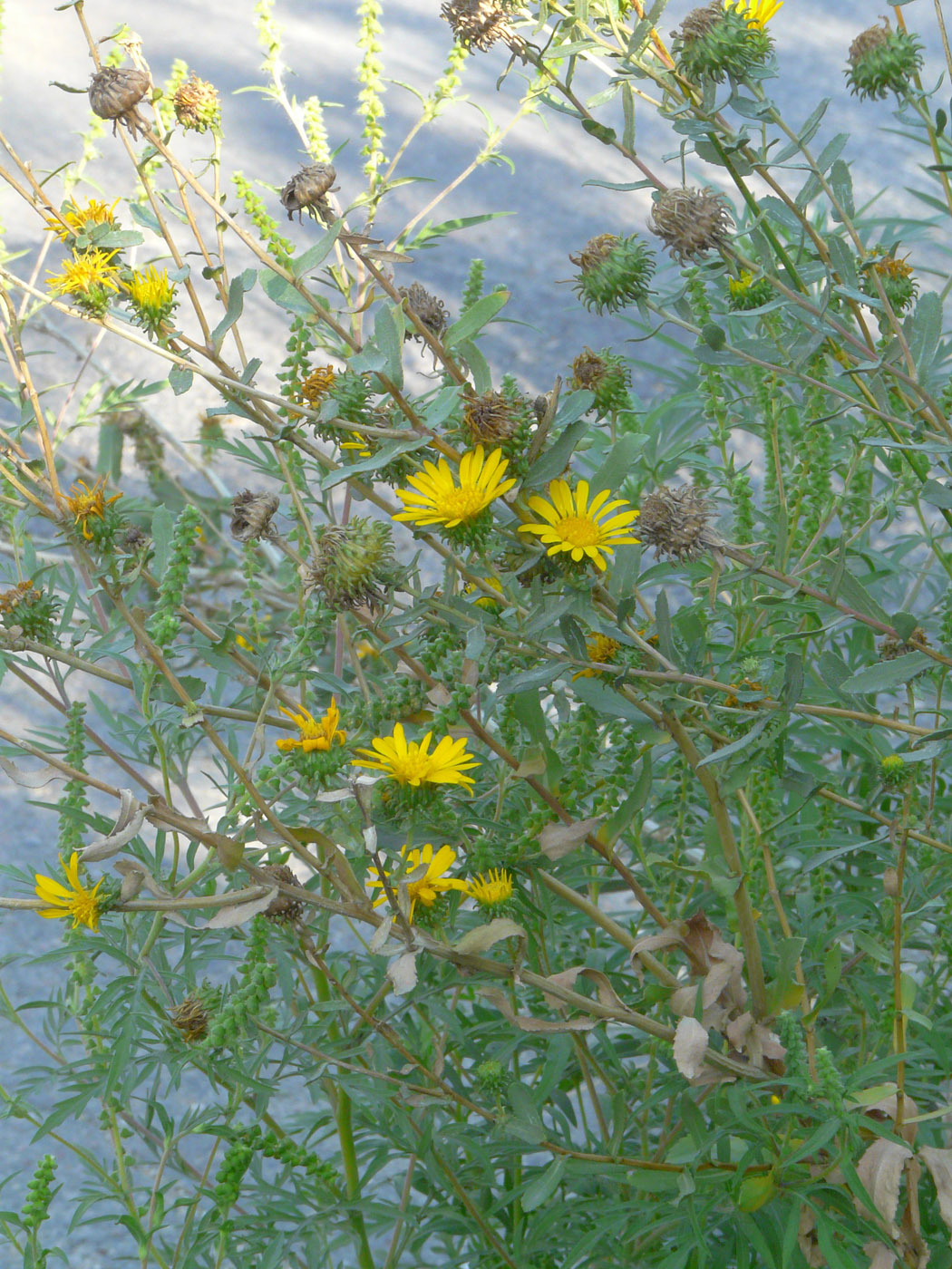 Изображение особи Grindelia squarrosa.